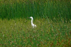 Egretta garzetta