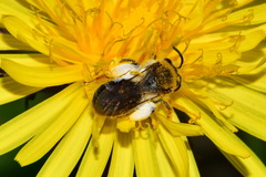 Andrena haemorrhoa