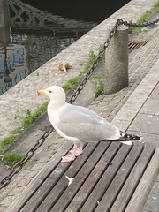 Larus argentatus