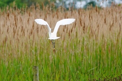 Egretta garzetta