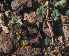 Phacelia monoensis