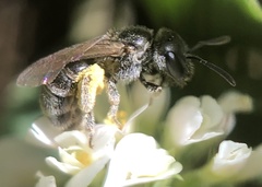 Halictus