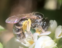 Halictus