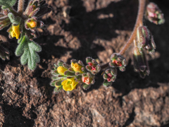Phacelia monoensis