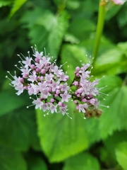 Valeriana pyrenaica