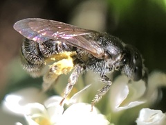 Halictus