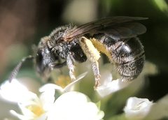 Halictus