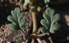 Phacelia monoensis