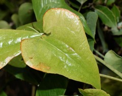 Smilax aspera