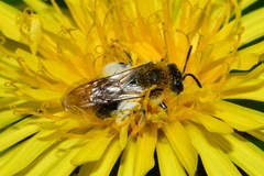 Andrena haemorrhoa