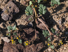 Phacelia monoensis