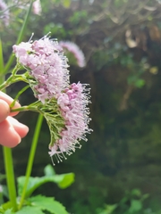 Valeriana pyrenaica