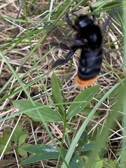 Bombus rupestris