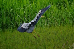 Ardea cinerea