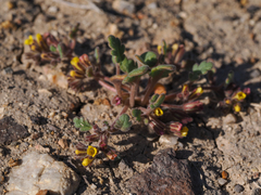 Phacelia monoensis