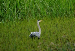 Ardea cinerea