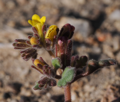 Phacelia monoensis