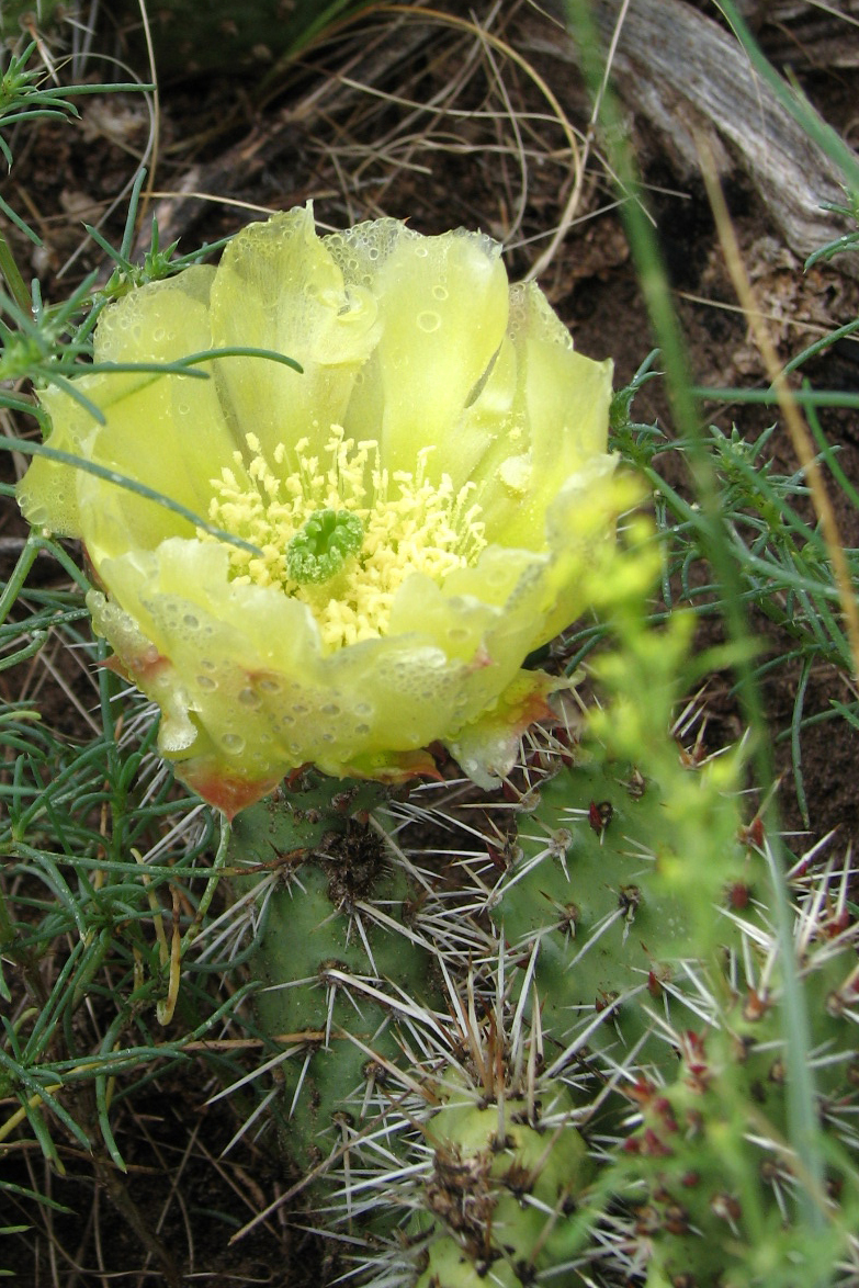 Opuntia polyacantha var. juniperina
