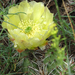 Panhandle Pricklypear - Photo (c) James J. Bond, some rights reserved (CC BY-NC), uploaded by James J. Bond