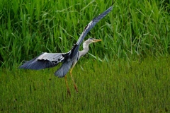 Ardea cinerea