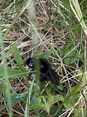 Bombus rupestris