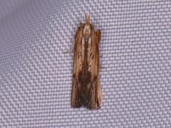 Ancylostomia stercorea