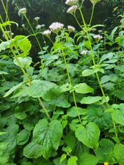 Valeriana pyrenaica