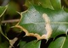 Stigmella ruficapitella - Photo (c) Σάββας Ζαφειρίου (Savvas Zafeiriou), some rights reserved (CC BY-NC), uploaded by Σάββας Ζαφειρίου (Savvas Zafeiriou)