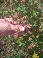 Sidalcea malachroides