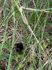 Bombus rupestris