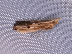 Ancylostomia stercorea