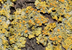 Xanthoria parietina