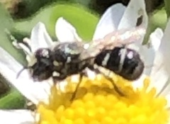 Megachilidae