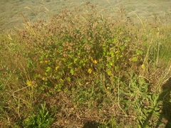 Sidalcea malachroides