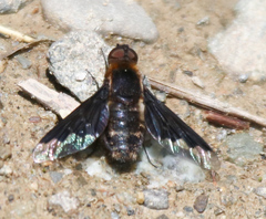 Hemipenthes morioides