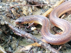 Atractus trilineatus