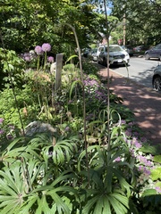 Filipendula rubra
