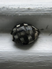 Anthrenus scrophulariae