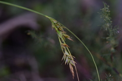 Carex distachya