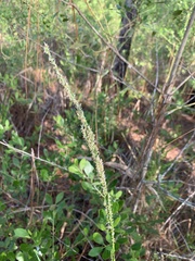 Coleataenia anceps anceps