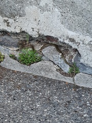 Hierophis viridiflavus