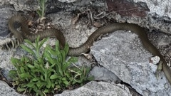 Hierophis viridiflavus