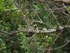 Picumnus olivaceus