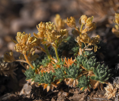 Cusickiella quadricostata