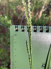 Coleataenia anceps anceps