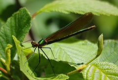 Calopteryx amata