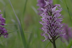 Orchis simia