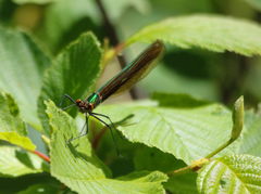 Calopteryx amata
