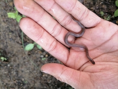 Atractus trilineatus