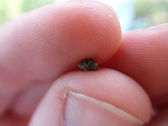 Cionus scrophulariae
